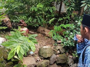 Saat Bunga Bangkai Mekar di Pemakaman dan Bikin Warga Cirebon Penasaran