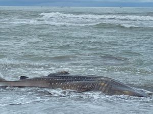Hiu Tutul Sepanjang 6 Meter Ditemukan Mati di Pantai Bunton Cilacap