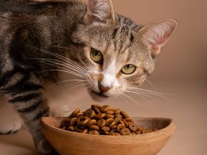 Cara Memilih Makanan Kucing yang Bagus, Ini Ciri-ciri dan 6 Tipsnya