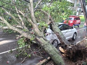 Warga Cerita Detik-detik Pohon 15 Meter Tumbang Timpa Mobil di Bogor