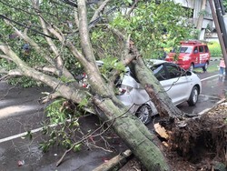 Warga Cerita Detik-detik Pohon 15 Meter Tumbang Timpa Mobil di Bogor