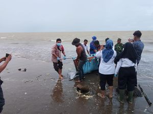Paus dengan Kondisi Luka Terdampar di Pesisir Pantai Pandeglang