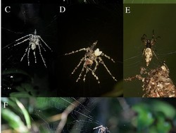 Laba-laba Ini Bikin Replika Diri Bak Orang-orangan Sawah untuk Usir Predator