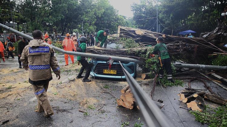 Antisipasi Bahaya Pohon Tumbang, DKI Jakarta Genjot Pemangkasan Prioritas di Lima Wilayah