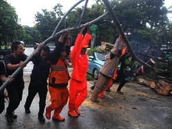Pohon Tumbang di Depan Kemenkeu, 2 Mobil Ringsek Tertimpa Batang