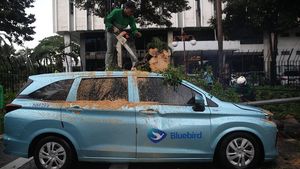 Angin Kencang Tumbangkan Pohon Beringin di Depan Kemenkeu