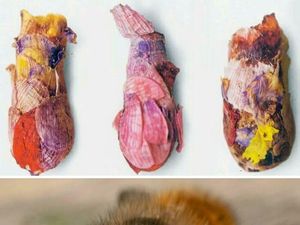 Hewan Ini Benar-Benar Ada, Bukan Editan Photoshop! Faktanya Bikin Meleleh