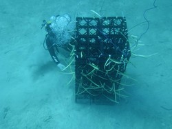 Andi Sudirman Kembangkan 11 Hektare Laut di Sulsel Jadi Apartemen Ikan