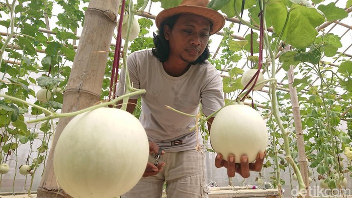 Petani Muda Tulungagung Kembangkan Melon Premium Secara Hidroponik