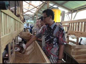 KDMP Tambakploso Lamongan Berdayakan Warga Lewat Peternakan Kambing