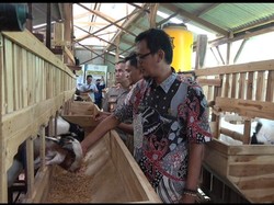 KDMP Tambakploso Lamongan Berdayakan Warga Lewat Peternakan Kambing