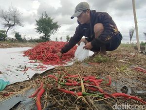 Pusingnya Petani Cabai Trisik Kulon Progo Panen Anjlok Akibat Cuaca Buruk