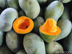 Hasil Panen Mangga Alpukat di Pasuruan Anjlok hingga 50 Persen