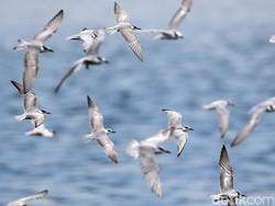 Menyusuri Pesisir Utara: Jejak Satwa Liar yang Masih Bertahan di Jakarta