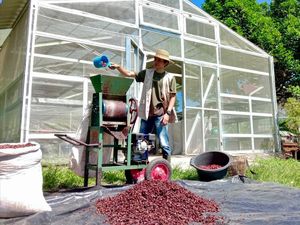 Kisah Petani Kite dan Kopi dari Lereng Gunung Dempo