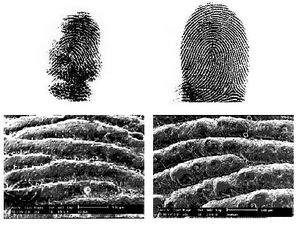 Hewan Ini Punya Sidik Jari yang Hampir Identik dengan Manusia