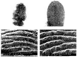 Hewan Ini Punya Sidik Jari yang Hampir Identik dengan Manusia