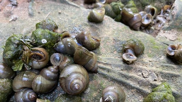tutut atau keong sawah
