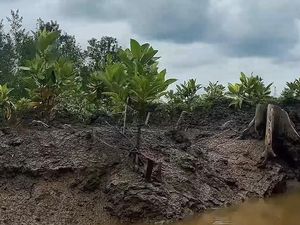 Cahaya Asa Selamatkan Bumi Lewat Restorasi Mangrove Sungsang