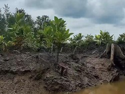 Cahaya Asa Selamatkan Bumi Lewat Restorasi Mangrove Sungsang