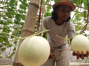 Petani Muda Tulungagung Sukses Kembangkan Melon Premium