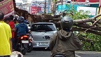 Tak Ada Angin Tak Ada Hujan, Pohon Tumbang Timpa Mobil di Ciputat