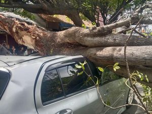 Ibu dan Anak 6 Tahun Syok Mobilnya Tertimpa Pohon di Ciputat