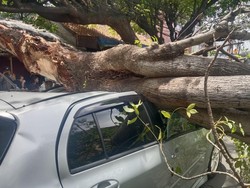 Ibu dan Anak 6 Tahun Syok Mobilnya Tertimpa Pohon di Ciputat