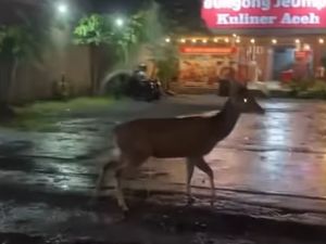 Video: Viral Rusa Berkeliaran di Jalanan Sleman, Bikin Kaget Pengendara