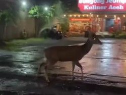 Video: Viral Rusa Berkeliaran di Jalanan Sleman, Bikin Kaget Pengendara
