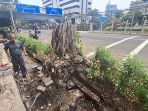 Saksi Cerita Detik-detik Pohon Tumbang di Depan Kemenkeu: Tiba-tiba Bruk!
