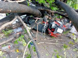 Pemotor Tertimpa Pohon Tumbang di Leimena Makassar Dievakuasi Pakai Dongkrak