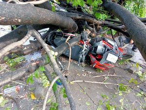 Pemotor Tertimpa Pohon Tumbang di Leimena Makassar Dievakuasi Pakai Dongkrak