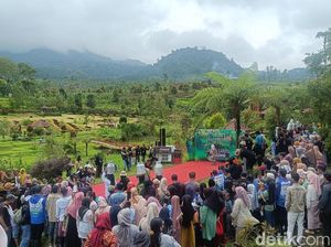 Tradisi Sunggi Susu Bremi Probolinggo Hadirkan Fashion Show Peternak Sapi