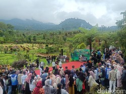 Tradisi Sunggi Susu Bremi Probolinggo Hadirkan Fashion Show Peternak Sapi