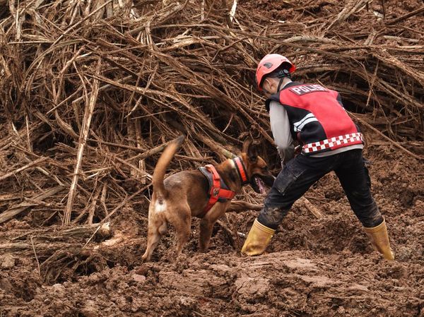 Anjing Pelacak Turun Tangan, Tim SAR Temukan 2 Korban Longsor di Cilacap
