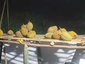 Cicipi Durian dari Empat Lawang, Dagingnya Manis-Harganya Mulai Rp 10.000