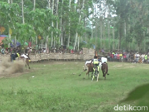 Serunya Joki Cilik Adu Cepat di Karapan Sapi Lumajang