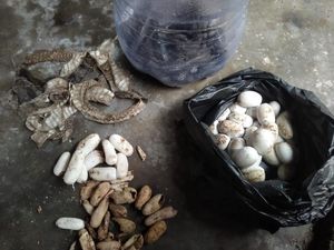 Rumah Warga Klaten Jadi Sarang Kobra Jawa, 2 Induk-Puluhan Telur Dievakusi