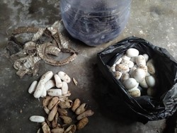 Rumah Warga Klaten Jadi Sarang Kobra Jawa, 2 Induk-Puluhan Telur Dievakusi