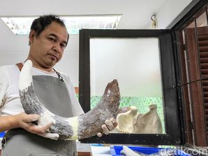 Fosil Gajah Purba Ngajuk Berusia 800 Tahun Mulai Direparasi di Bandung