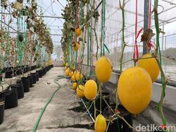 Cara Desa Kasturi Manfaatkan Lahan Tidur Jadi Sumber Cuan Jutaan