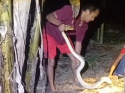 Piton 3 Meter Dievakuasi dari Kandang Entok Warga Klaten