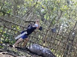 Geger Ular Piton 7 Meter Telan Sapi di Konawe, Langsung Ditebas Warga