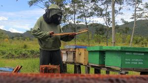 Budi Daya Lebah Hidupkan Ekonomi Warga Papua Pegunungan