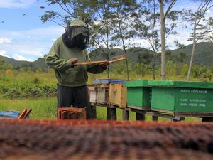 Budi Daya Lebah Hidupkan Ekonomi Warga Papua Pegunungan
