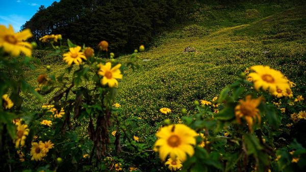 Terpukau Hamparan Bunga Matahari di Thailand Utara