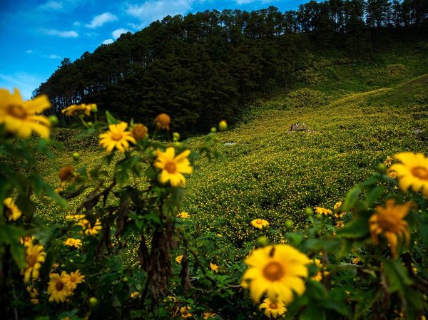 Terpukau Hamparan Bunga Matahari di Thailand Utara