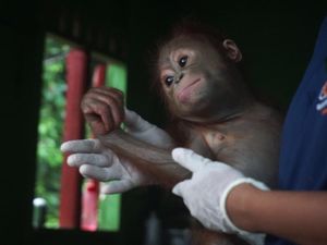 Hanes, Bayi Orang Utan Aktif di PPS Longsam yang Baru Diselamatkan BKSDA