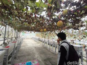 Manis Melon Desa Kasturi Kuningan, bisa Petik Langsung dari Pohonnya